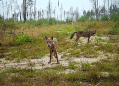 Дух захватывает! По Мордовскому заповеднику гуляют волки в еще летнем рыжем облике, и рыси: мама-кошка с двумя котятами!