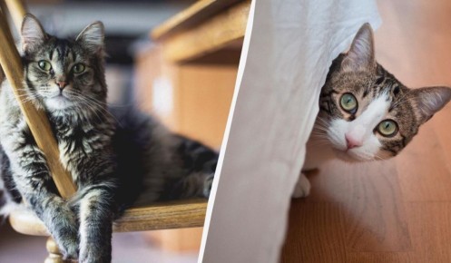 Кошки и одиночество: как питомцы переносят ваше отсутствие