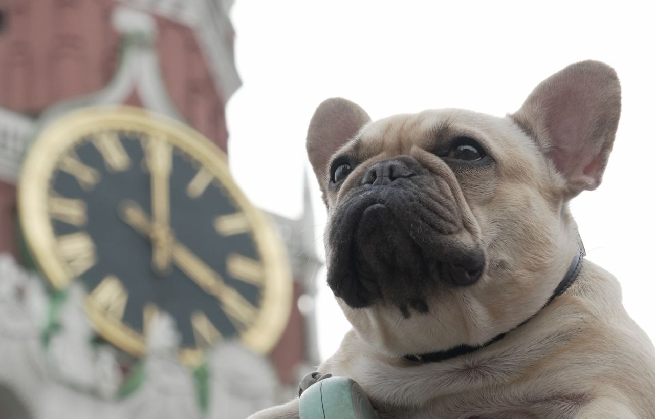 Кинологический фристайл – это не просто дрессировка, а настоящая зрелищная дисциплина, где собаки демонстрируют не только послушание, но и артистичность!