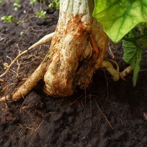 Как перекись водорода помогает справиться с корневой гнилью: факты и советы