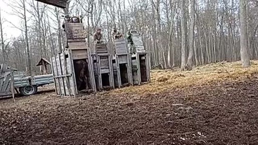 В Мордовский заповедник привезли еще четыре зубра