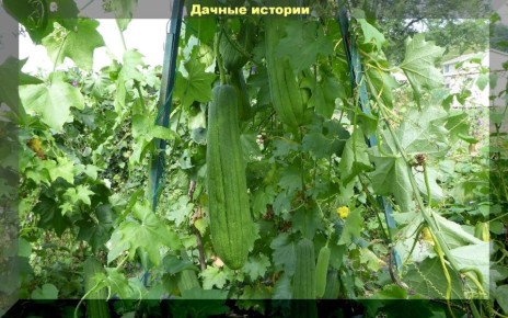 Выращивание люффы: от сортов до ухода — всё, что нужно знать