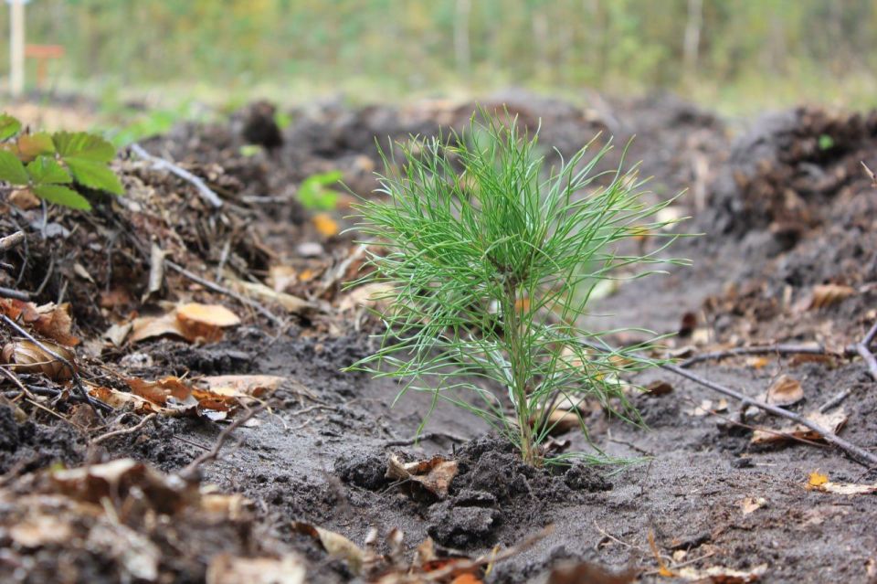 Более 33 тысяч деревьев высажено в Мордовии в рамках акции «Сохраним лес»