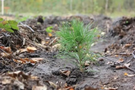 Больше 33 тысяч деревьев высадили в Мордовии во время акции «Сохраним лес»
