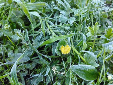 Как защитить растения от неожиданных заморозков: советы садоводов