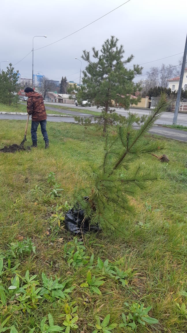 В Саранске «Зелёное хозяйство» продолжает осеннюю высадку деревьев В Саранске «Зелёное хозяйство» продолжает осеннюю высадку деревьев
