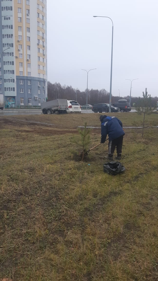 В Саранске «Зелёное хозяйство» продолжает осеннюю высадку деревьев В Саранске «Зелёное хозяйство» продолжает осеннюю высадку деревьев