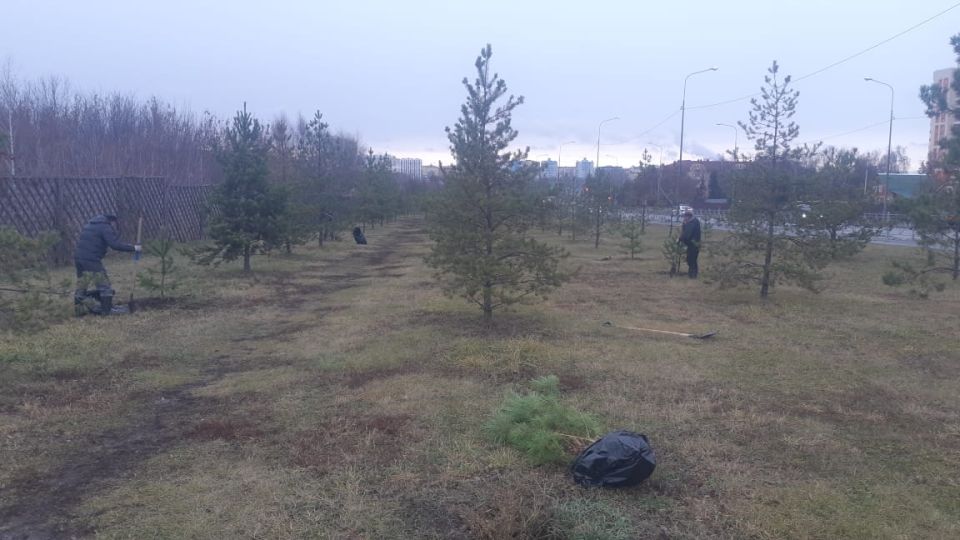 В Саранске «Зелёное хозяйство» продолжает осеннюю высадку деревьев