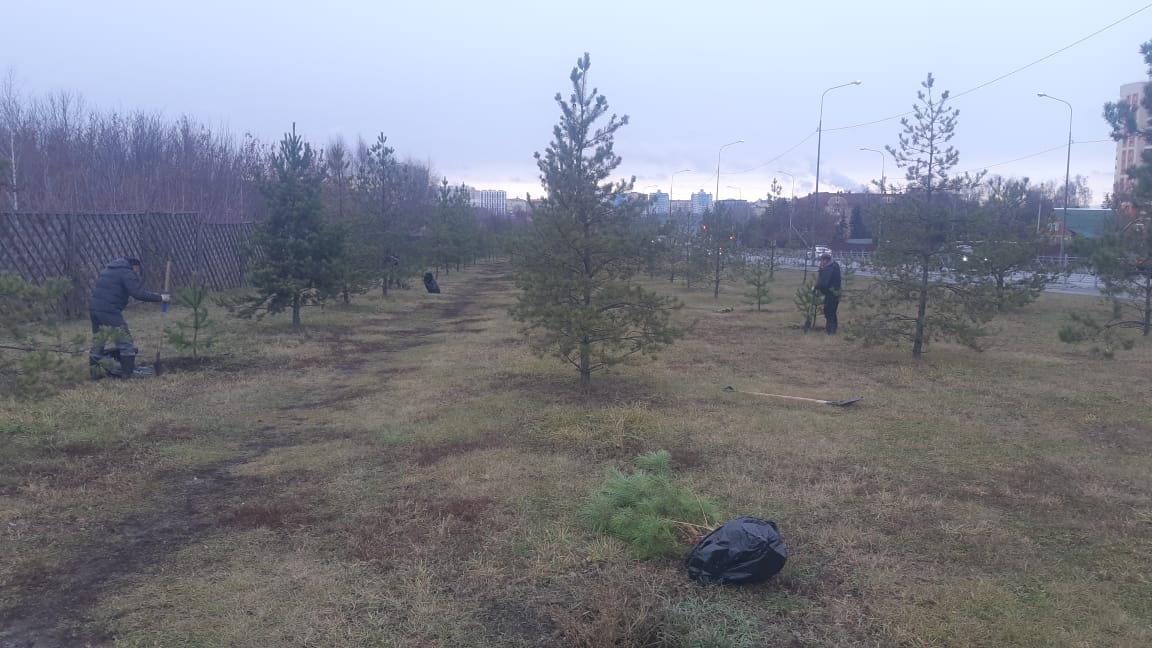 В Саранске «Зелёное хозяйство» продолжает осеннюю высадку деревьев