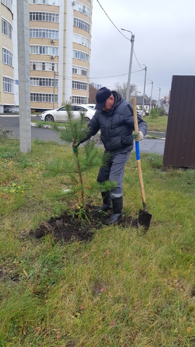 В Саранске «Зелёное хозяйство» продолжает осеннюю высадку деревьев В Саранске «Зелёное хозяйство» продолжает осеннюю высадку деревьев