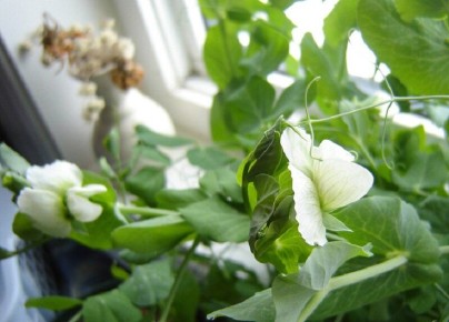 Секреты успешного выращивания гороха на подоконнике