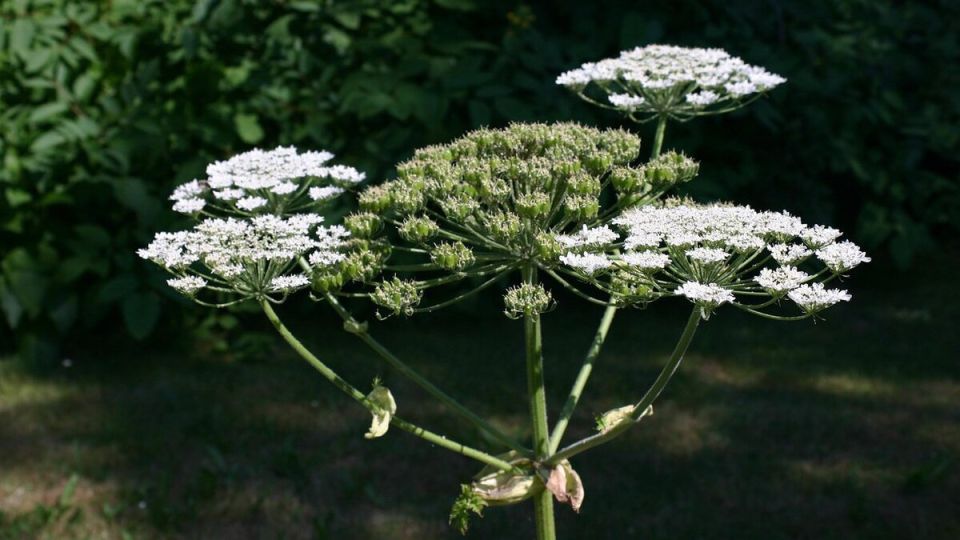 Эффективные способы борьбы с борщевиком на даче