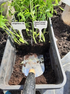 Как правильно вырастить рассаду овощей и цветов в 2025 году