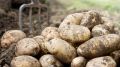 Как обойтись без дорогих химикатов: проверенные способы осеннего удобрения картофеля