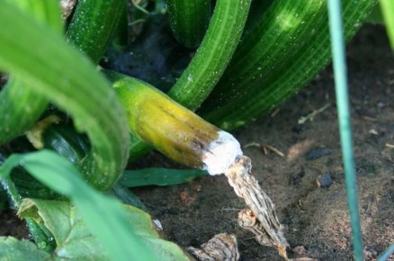 Как спасти кабачки от гнили: эффективные советы для огородников