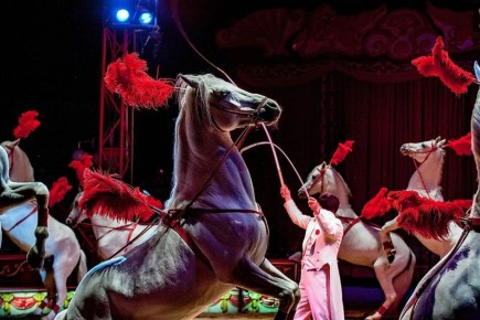 В России могут запретить цирки с животными: что грядет для культуры развлечений?