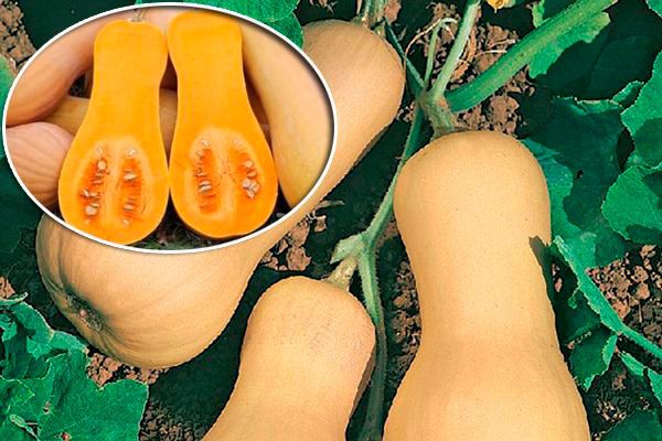 Тыква «Гитара»: сладкий успех на вашем огороде