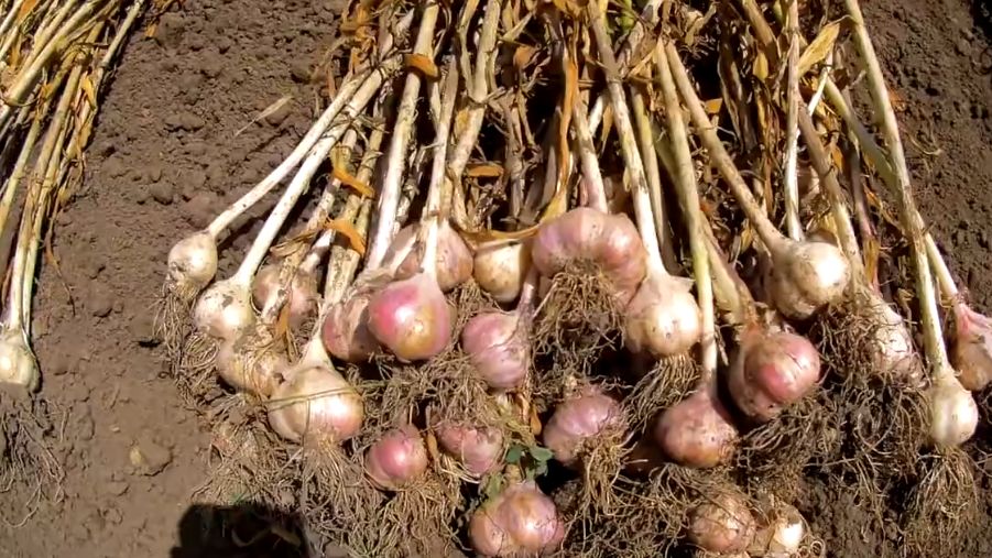 ��� �������� ������ �������� �������: ����������� ������ ���������