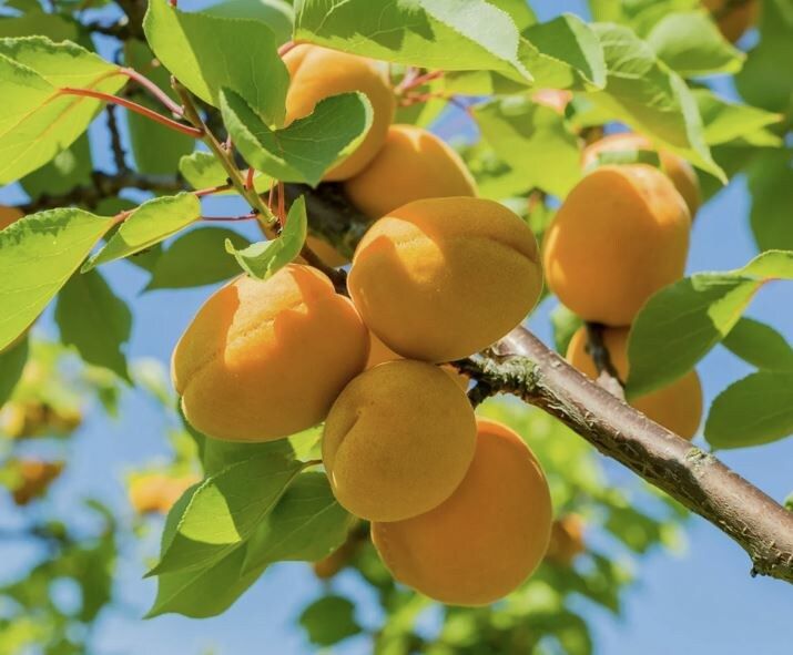 Летняя обрезка абрикоса: секреты успешного ухода и обильного урожая