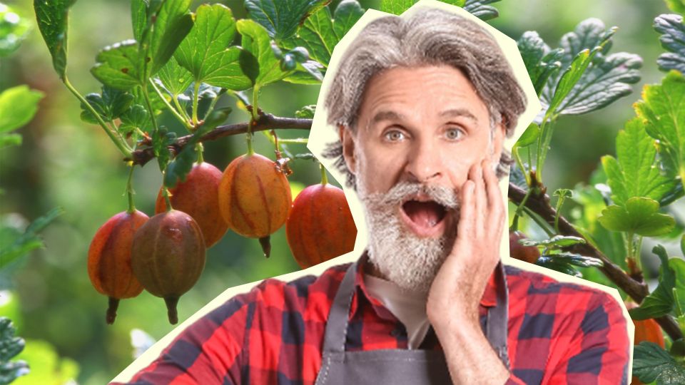 Ваш урожай крыжовника под угрозой: срочно проверьте все ягодные кусты