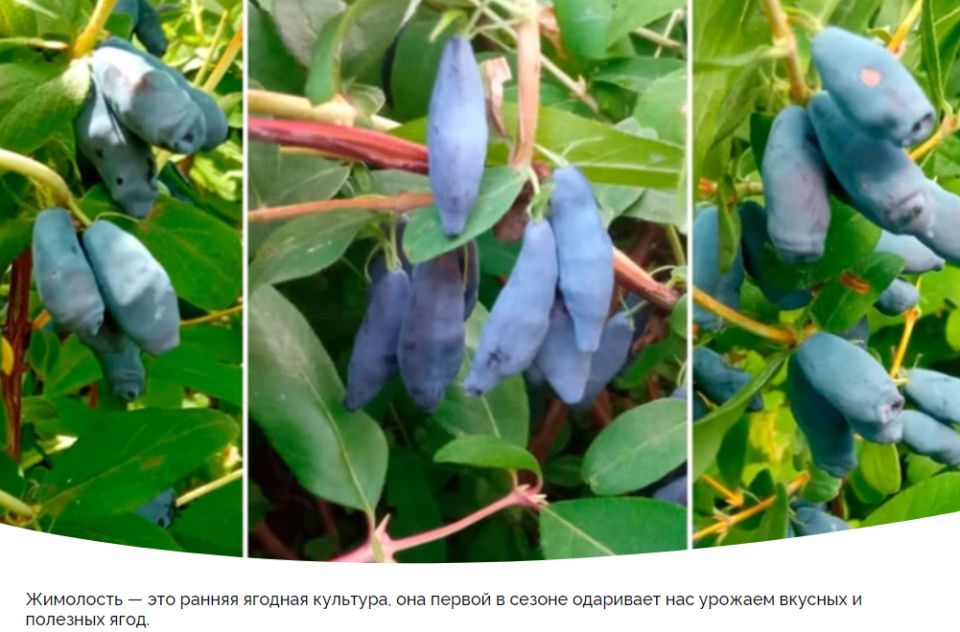 Посадка жимолости осенью: лучшие практики и советы