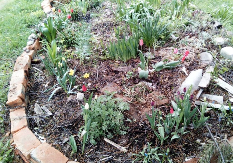 Создание легко ухаживаемого цветника