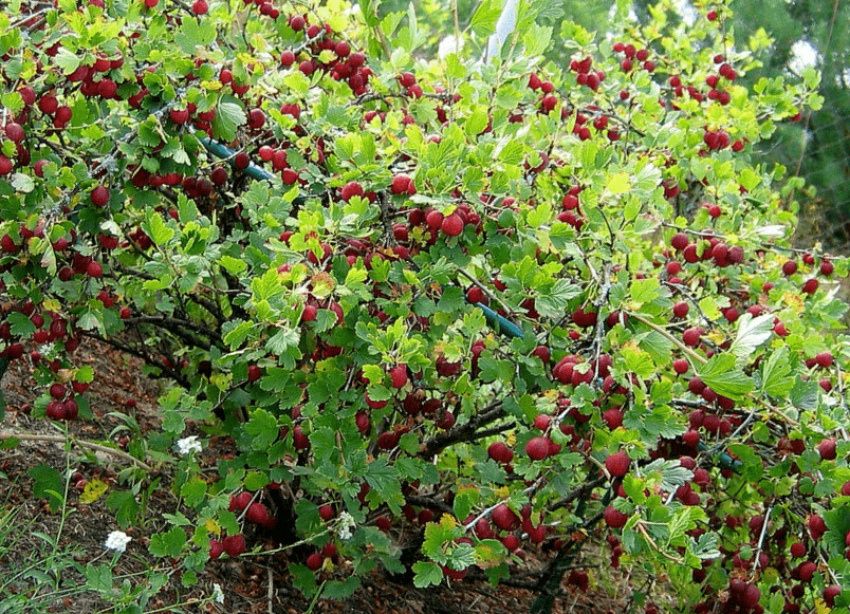 Три простых шага к здоровому крыжовнику: секреты беспроблемного сбора урожая