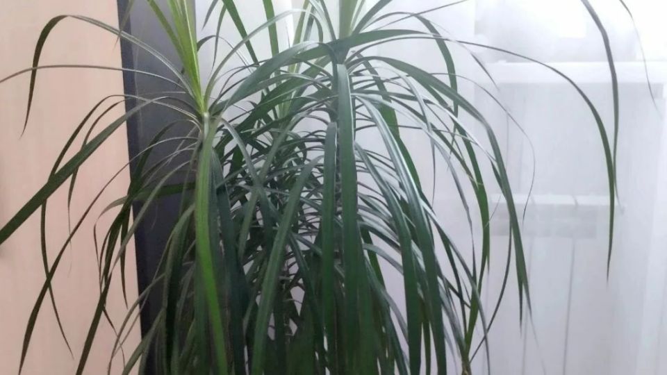 Как правильный полив драцены может изменить судьбу вашего растения