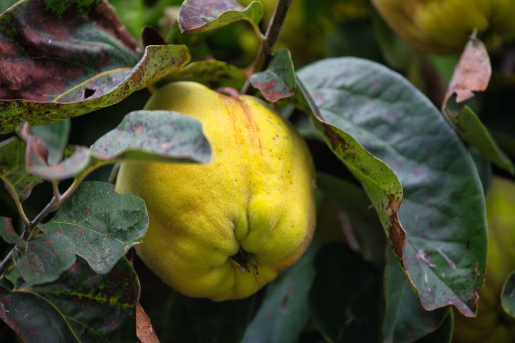 Что приготовить из айвы: лучшие рецепты блюд с ингредиентом, который используется незаслуженно редко