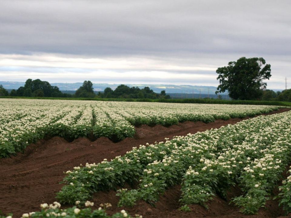 Как простые бобовые могут увеличить ваш картофельный урожай