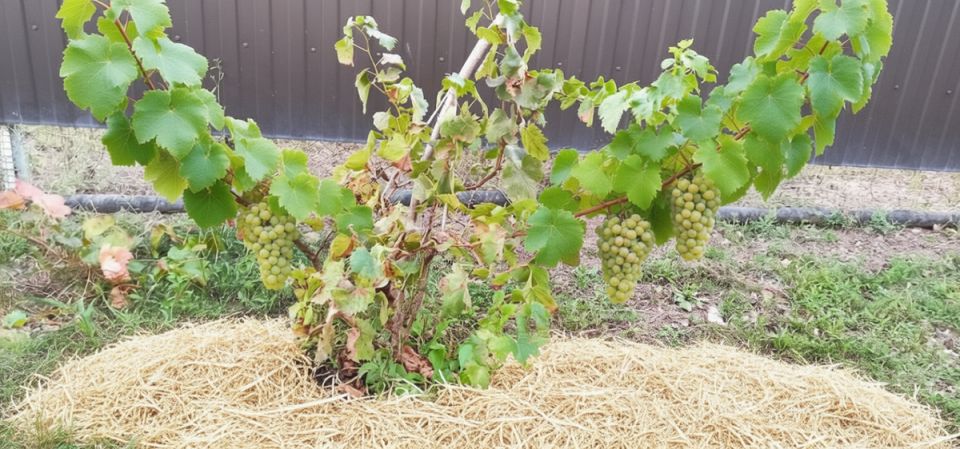 Зимние угрозы: Что дачникам делать до наступления морозов?