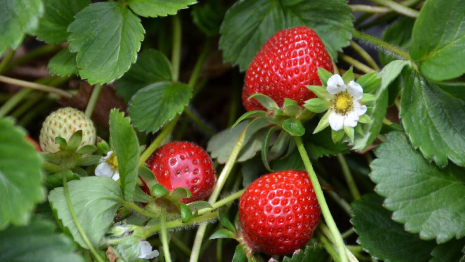 Выбор места для клубники: на что обратить внимание