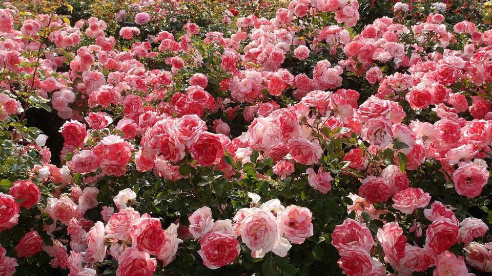 Как вернуть жизнь своим розам после зимних испытаний