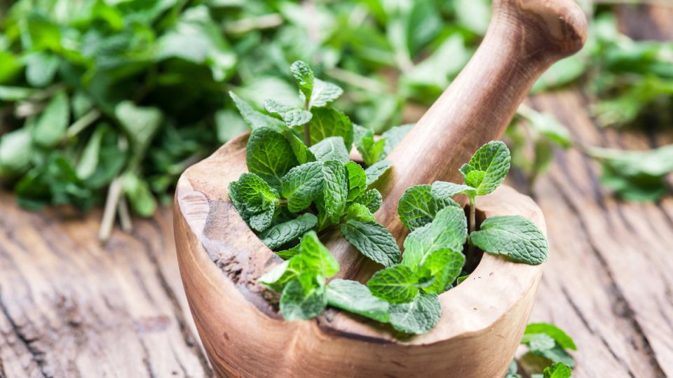 Мята: не только для чая