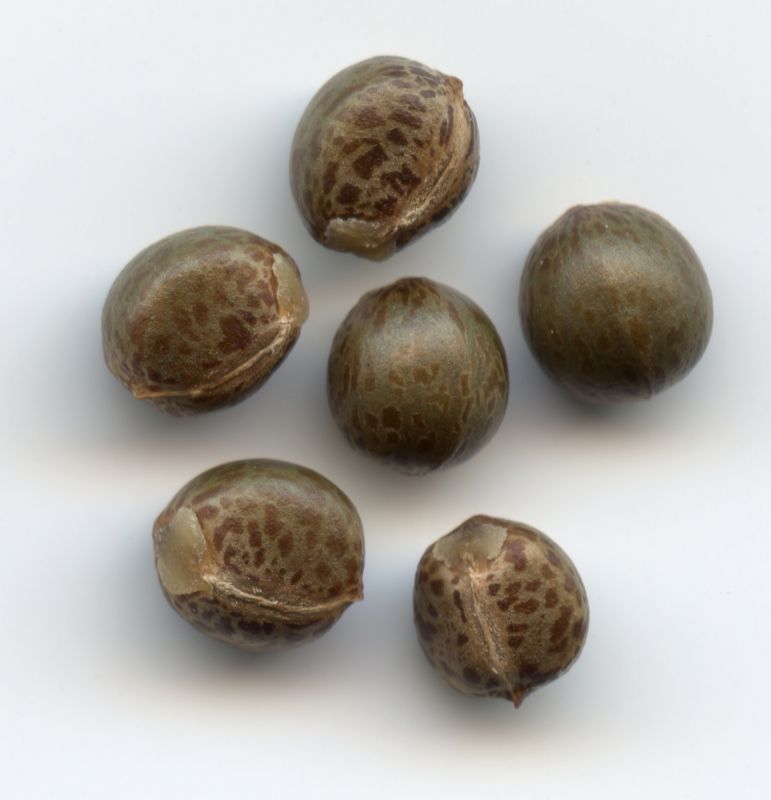 Кротон: яркие акценты в вашем доме и секреты ухода за экзотическим растением