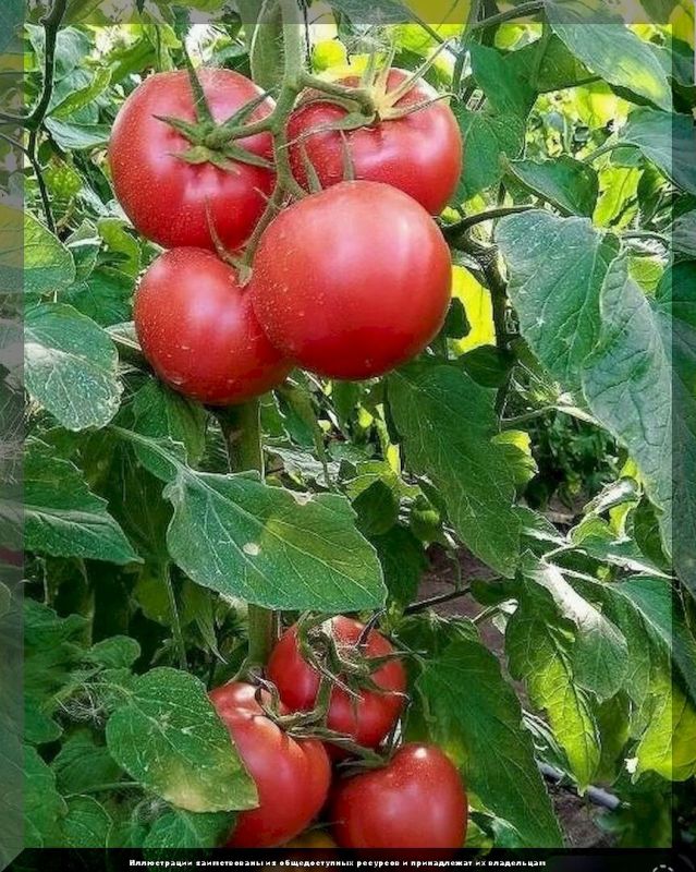 Все о новинках для рассады: убираем сомнения и готовим урожай