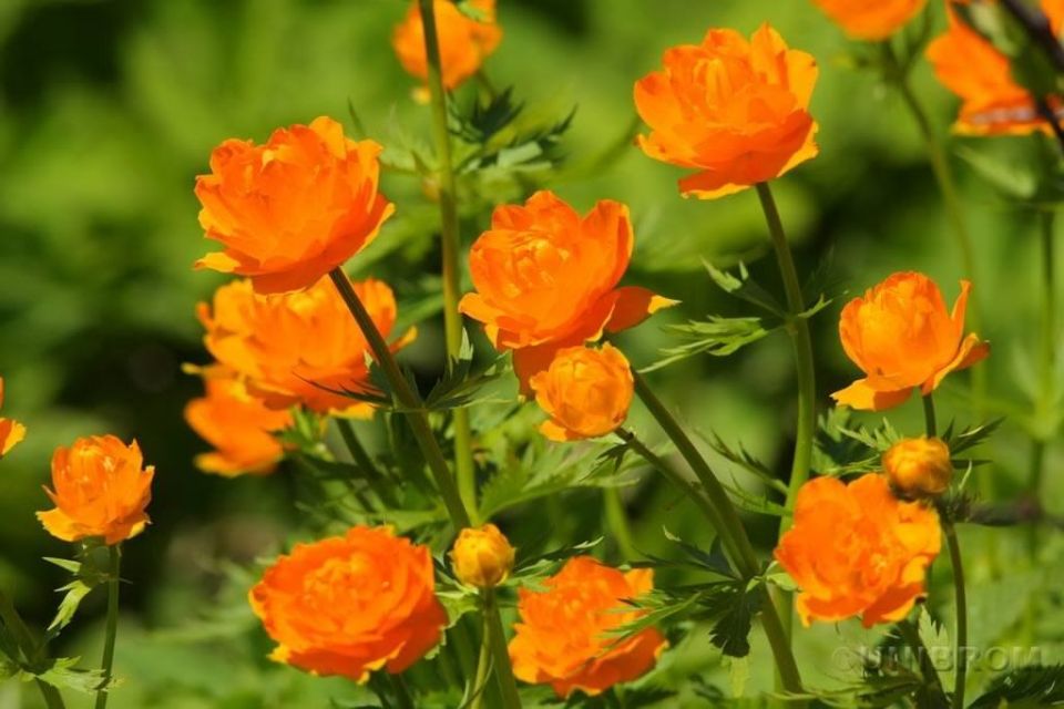 Цветы, которые оживят ваш сад без особых усилий