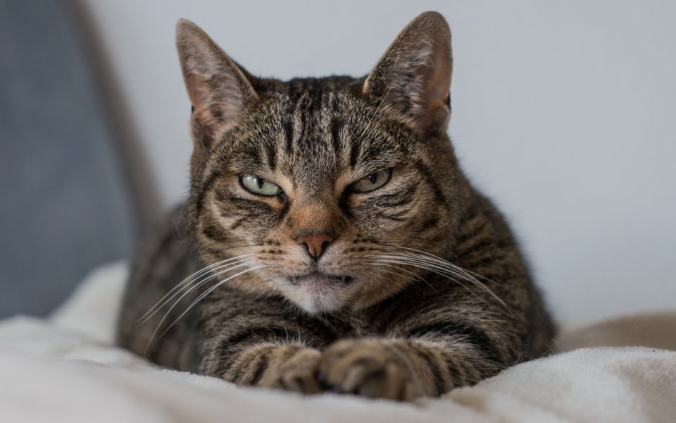 Проблемы минимализма: как кот Мурзик стал символом эффективного решения задач