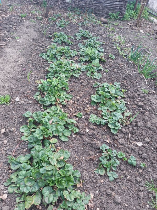 Как сделать клубнику вкуснее: секреты подкормки и идеальные сорта