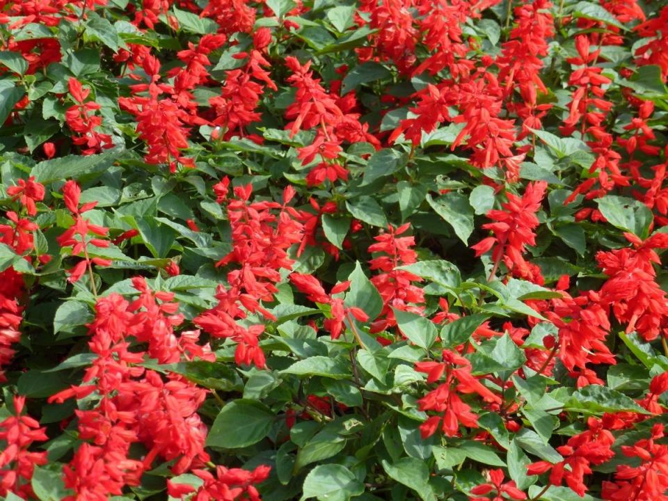 Топ-17 быстрорастущих многолетников для создания цветущего рая в вашем саду