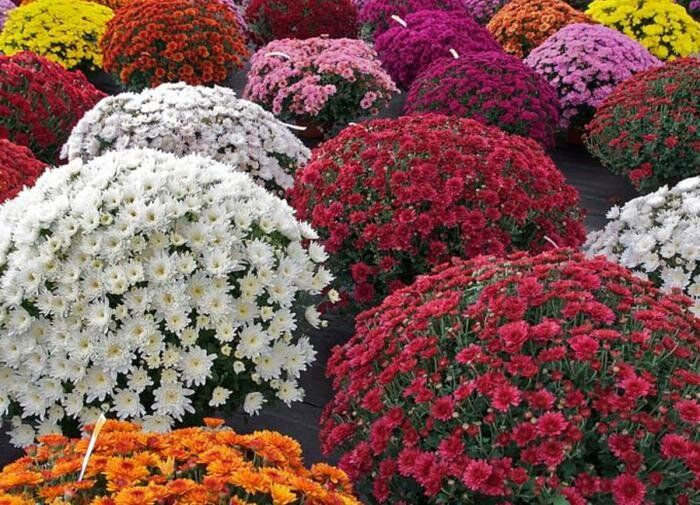 Погружение в мир хризантем: удивительное разнообразие сортов для вашего сада