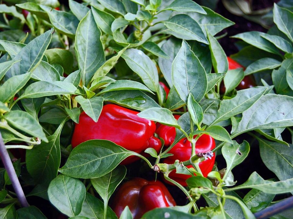 Как увеличить урожай перцев всего за неделю: секреты, которые действительно работают