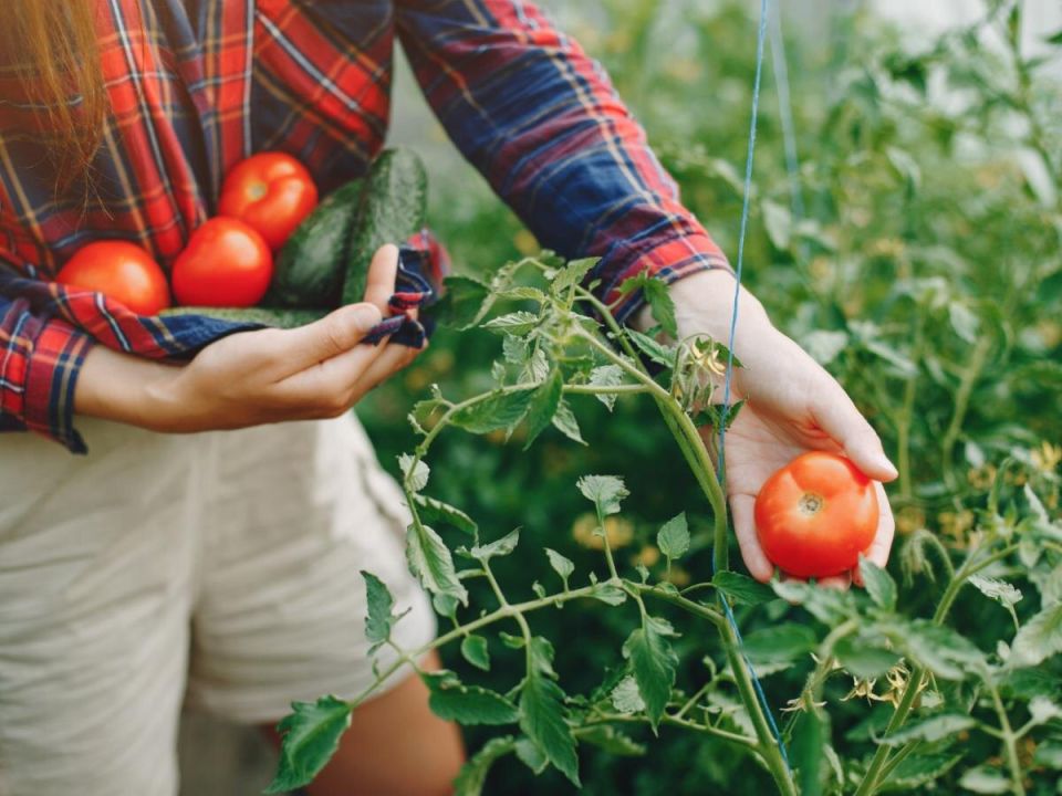 Аспирин: неожиданный секрет успешного садоводства