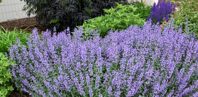 Альтернативы лаванды: три невероятных растения для вашего сада