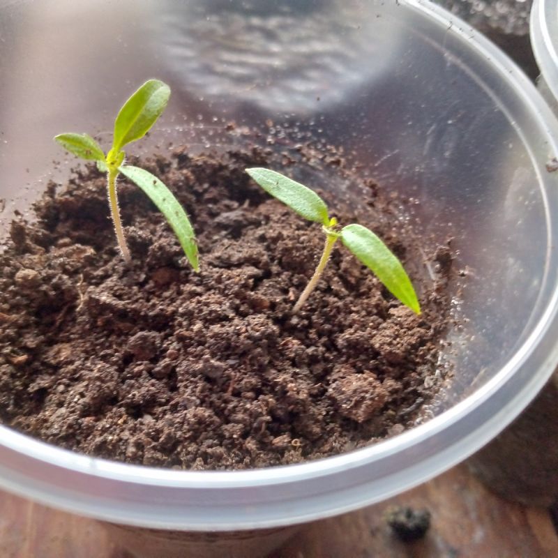 Черная ножка: как патогены влияют на вашу рассаду