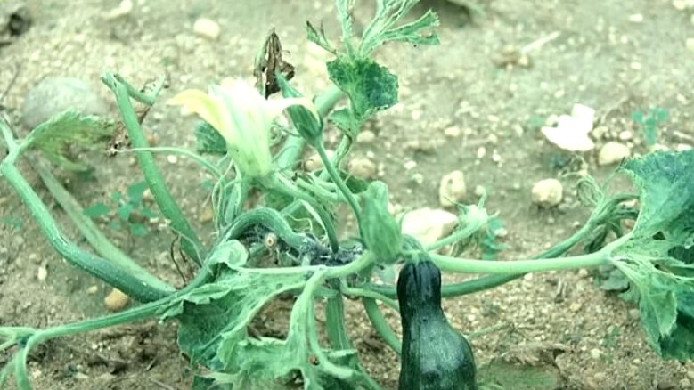 Как дрожжевые удобрения очищают огород от проблем и спасают урожай кабачков