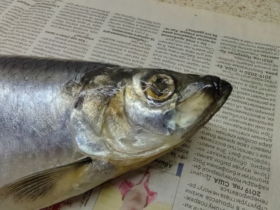 Как выбрать идеальную селедку для новогоднего стола: советы и трюки