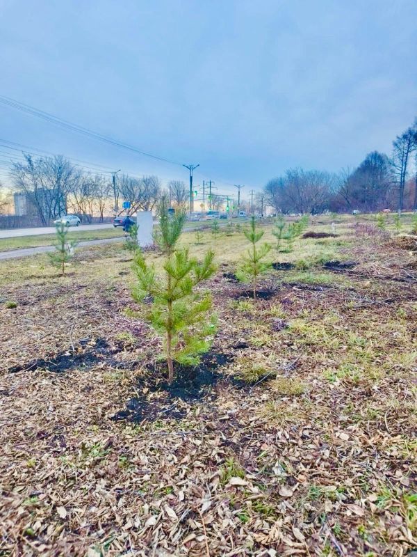 В Саранске продолжается осенняя высадка деревьев
