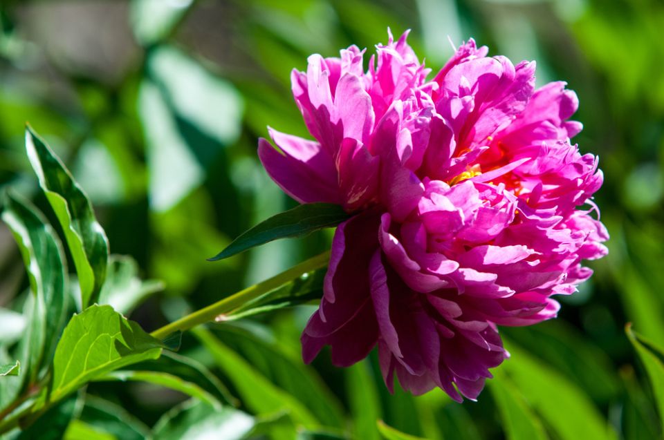 Когда и как садить пионы в средней полосе России