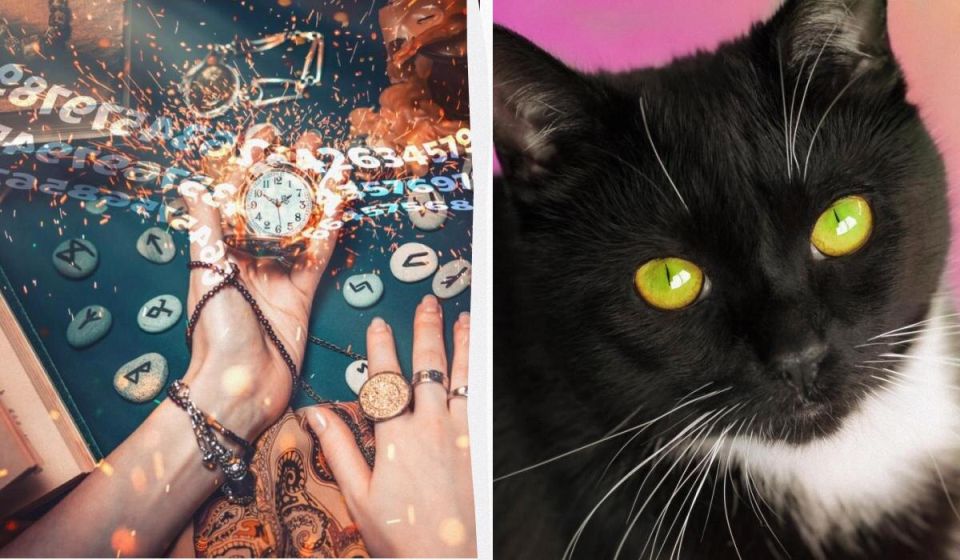 Как выбрать идеальную породу кошки в 2025 году по дате рождения